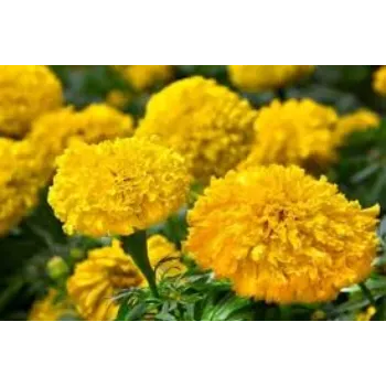 Organic Marigold Plant Manufacturer