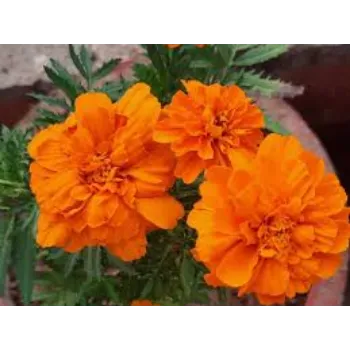 Organic Marigold Plant Manufacturer