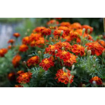 Natural Marigold Plant Manufacturer