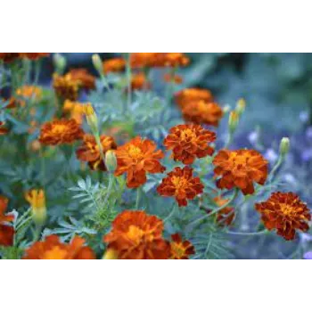 Common Marigold Plants Manufacturer