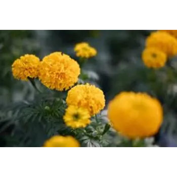 Pure Marigold Plant