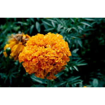 Fresh Marigold Flowers Manufacturer