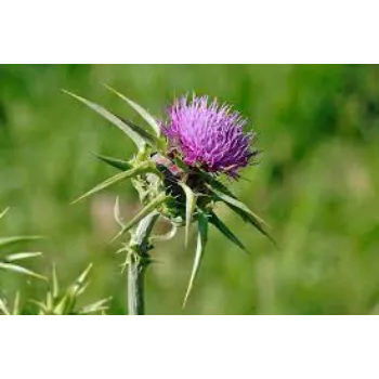 Natural Milk Thistle