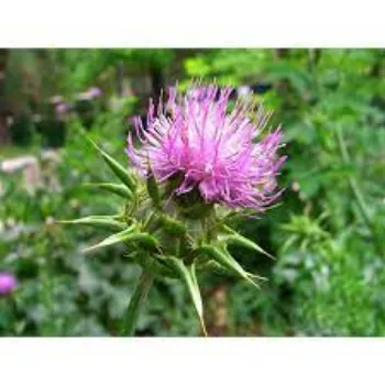 Natural Milk Thistle