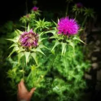 Milk Thistle