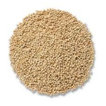 Organic Millet Seeds