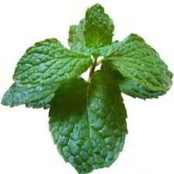 Dried Mint Leaves