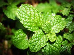 Dried Mint Leaves