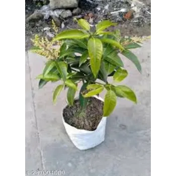 Mango Plant