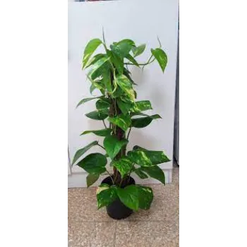  Money Plant