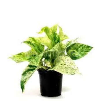 Fresh Money Plant