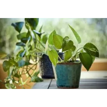 Organic Money Plant