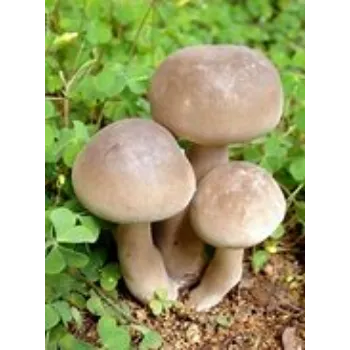 Organic Mushroom