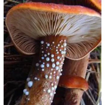 Mushroom