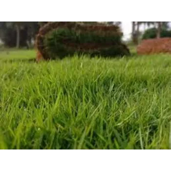 Natural Grass