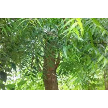 Natural Neem Tree