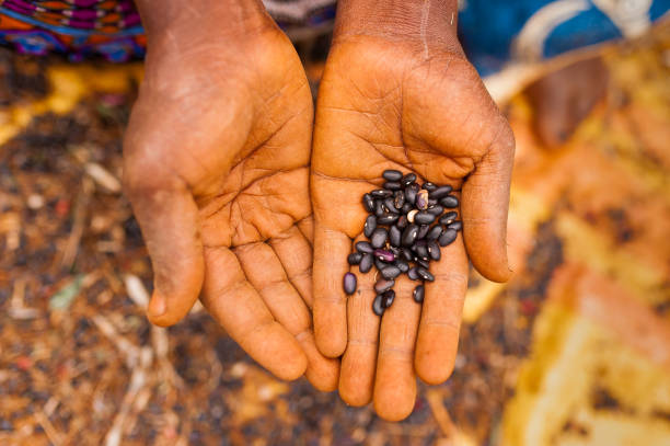 Niger Seeds