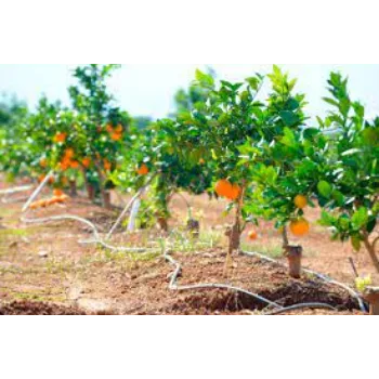 Natural Orange Plant