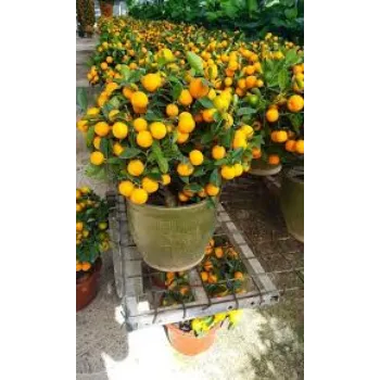 Orange Plant Manufacturer