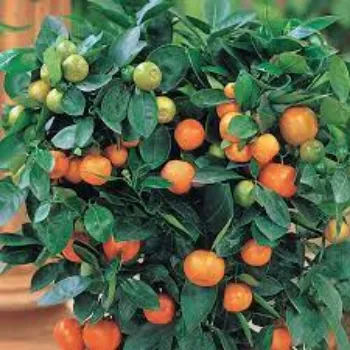 Organic Orange Plants