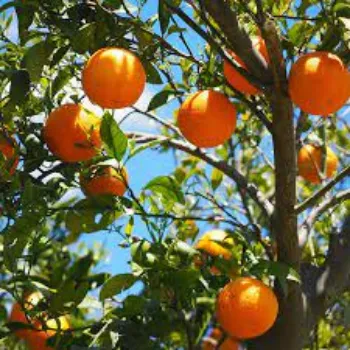 Common Orange Plants