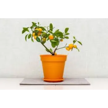 Natural Orange Plant Manufacturer