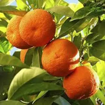 Orange Plant Manufacturer