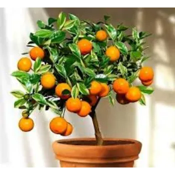 Natural Orange Plants