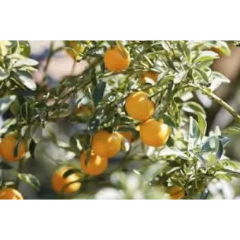 Natural Orange Plant Manufacturer