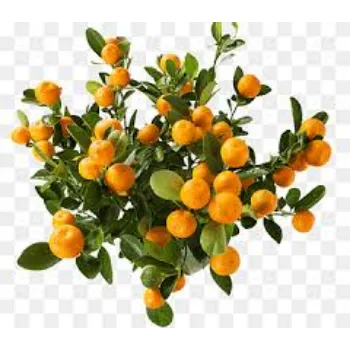 Natural Orange Plants