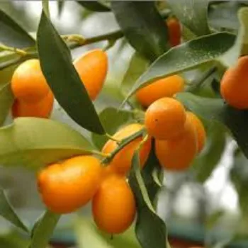 Orange Plant Manufacturer