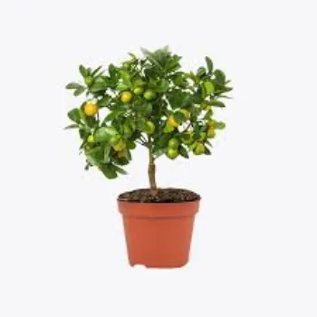 Organic Orange Plant Manufacturer