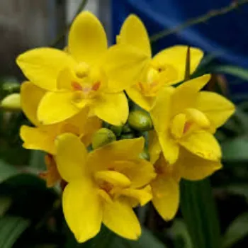 Orchid Flower