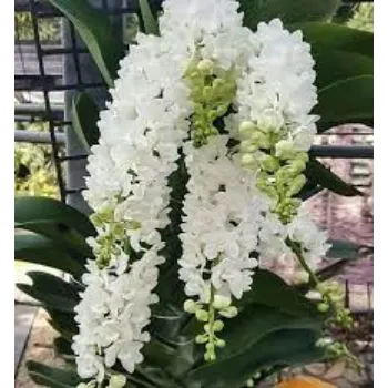 Natural Orchid Flowers