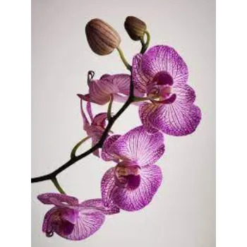 Natural Orchid Flowers