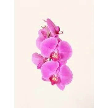 Fresh Orchid Flowers