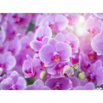 Natural Orchid Flowers