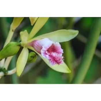 Graceful Orchids