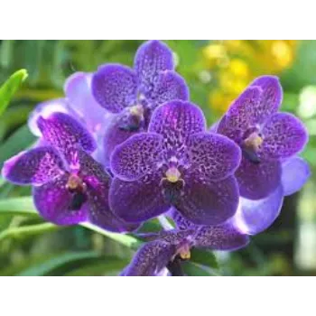 Orchid Flower Manufacturer