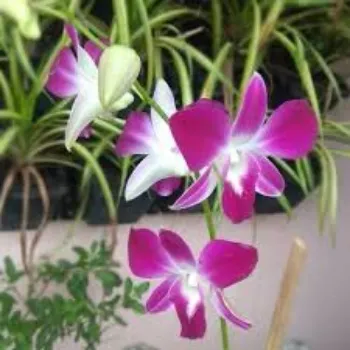 Organic Orchids Flowers Manufacturer