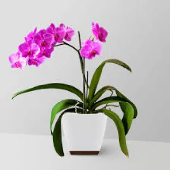 Orchids Flowers Manufacturer