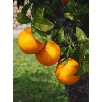 Organic Malta Orange Plant Manufacturer