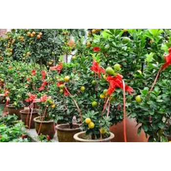 Orange Plant Manufacturer