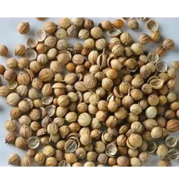 Fresh Coriander Seed