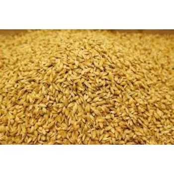 Organic Paddy  Seed