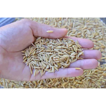 Paddy Seeds