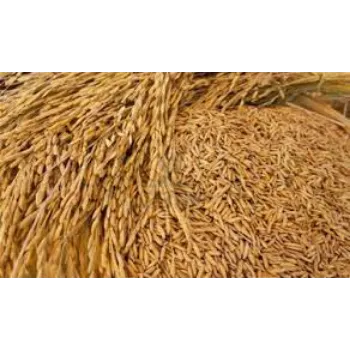 Paddy Seeds