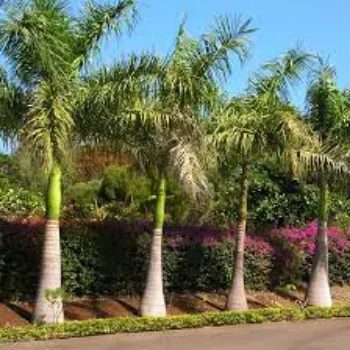 Natural Palm Tree