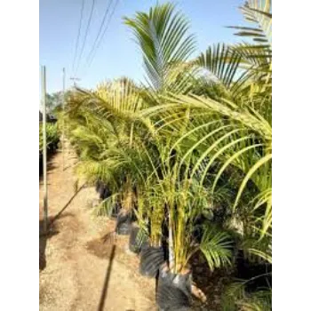 Common Palm Tree