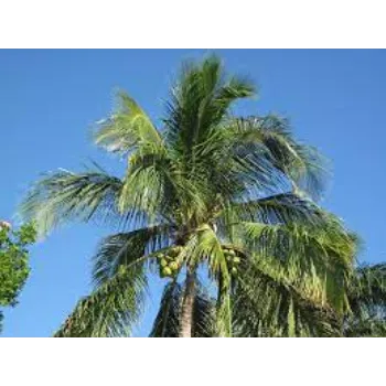 Java Palm Plants